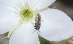 Acmaeodera ligulata