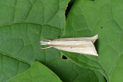 Calamotropha