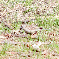 Spizella passerina