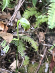 Pterostylis hispidula