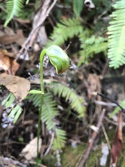 Pterostylis hispidula