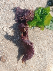 Halymeniaceae