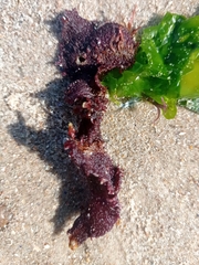 Halymeniaceae