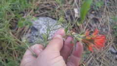 Castilleja applegatei breweri