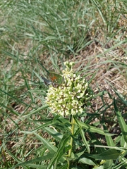 Callophrys gryneus