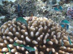 Chromis atripectoralis