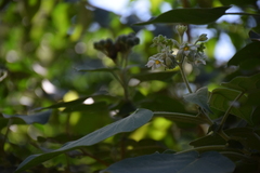 Solanum abutiloides