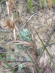 Chrysopsis gossypina