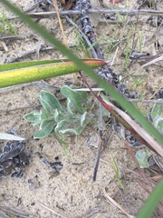 Chrysopsis gossypina