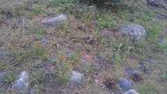 Castilleja applegatei breweri