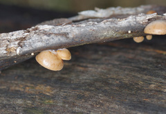 Deconica horizontalis