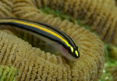 Barsnout Goby photo 3