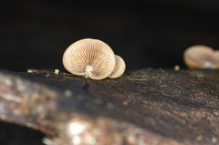 Deconica horizontalis