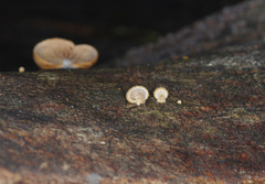 Deconica horizontalis