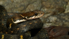 Hebius