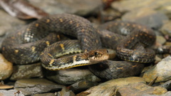 Hebius