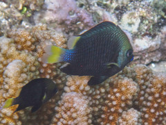 Dascyllus flavicaudus
