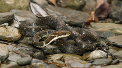 Hebius