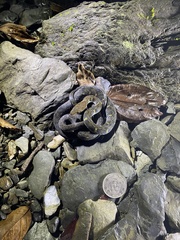 Hebius