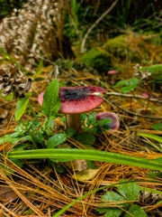 Russula sardonia