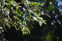 Cupania vernalis