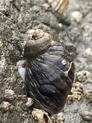 Crepidula adunca