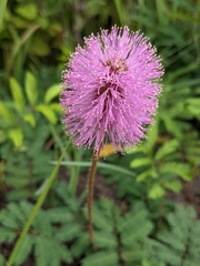 Mimosa strigillosa image