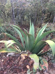 Agave atrovirens atrovirens