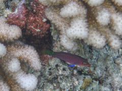 Pseudocheilinus hexataenia