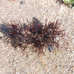 Chondracanthus teedei