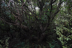 Pseudopanax arboreus