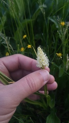 Toxicoscordion venenosum venenosum