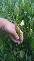 Toxicoscordion venenosum venenosum