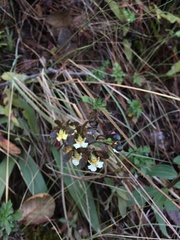Prosthechea varicosa