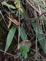 Prosthechea varicosa