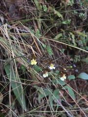 Prosthechea varicosa