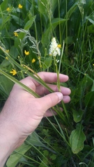 Toxicoscordion venenosum venenosum