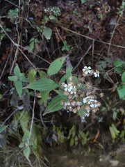 Alloispermum