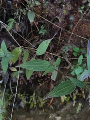 Alloispermum