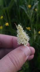 Toxicoscordion venenosum venenosum