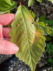 Callirhytis quercusfutilis