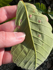 Callirhytis quercusfutilis