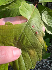 Callirhytis quercusfutilis