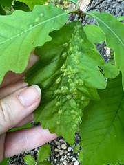 Callirhytis quercusfutilis