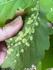 Callirhytis quercusfutilis