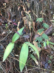 Prosthechea varicosa