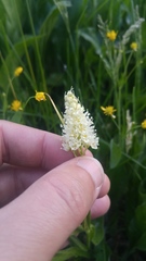 Toxicoscordion venenosum venenosum