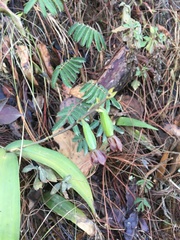 Prosthechea varicosa