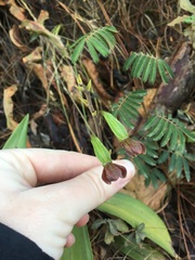 Prosthechea varicosa