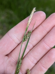 Carex hirtissima